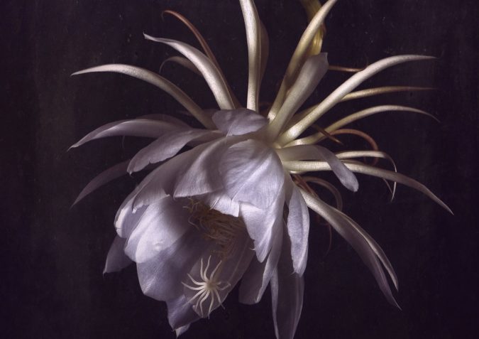 niche_parfumerija_lana_zagreb_novi_online_web-shop